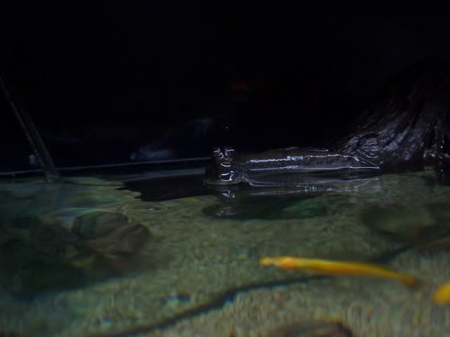 fishwall029.jpg