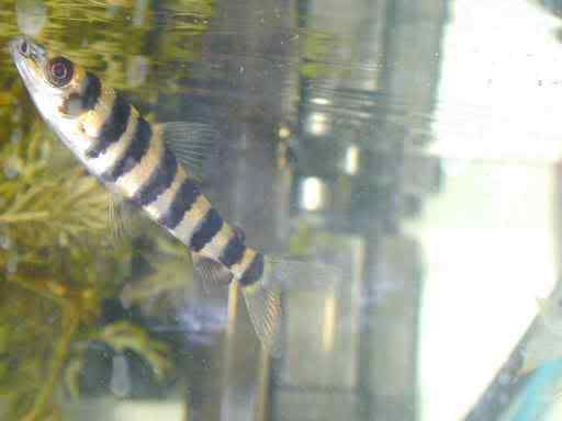 fasciatuscloseup.jpg