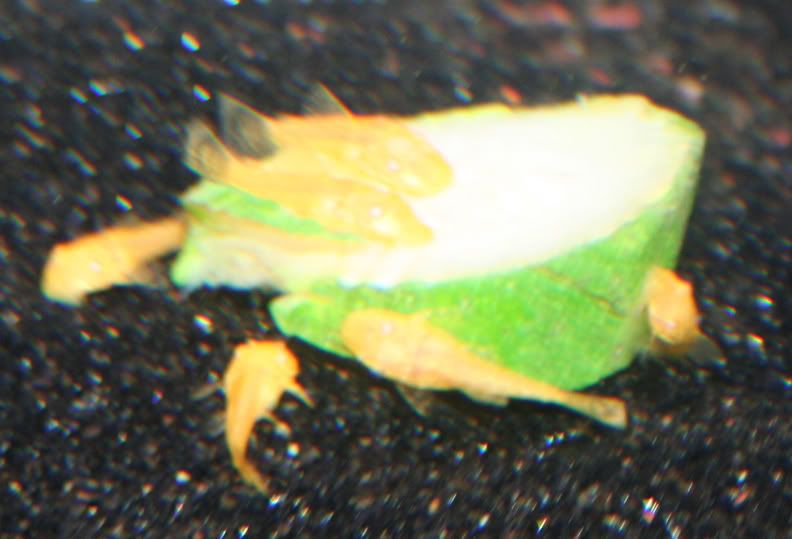 albino-bn5.jpg
