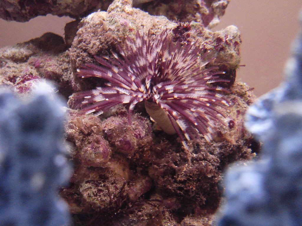 Fish013.jpg