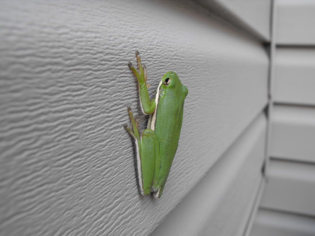 Animals027.jpg