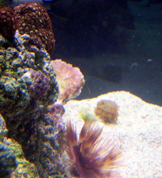monticap_0707b.jpg
