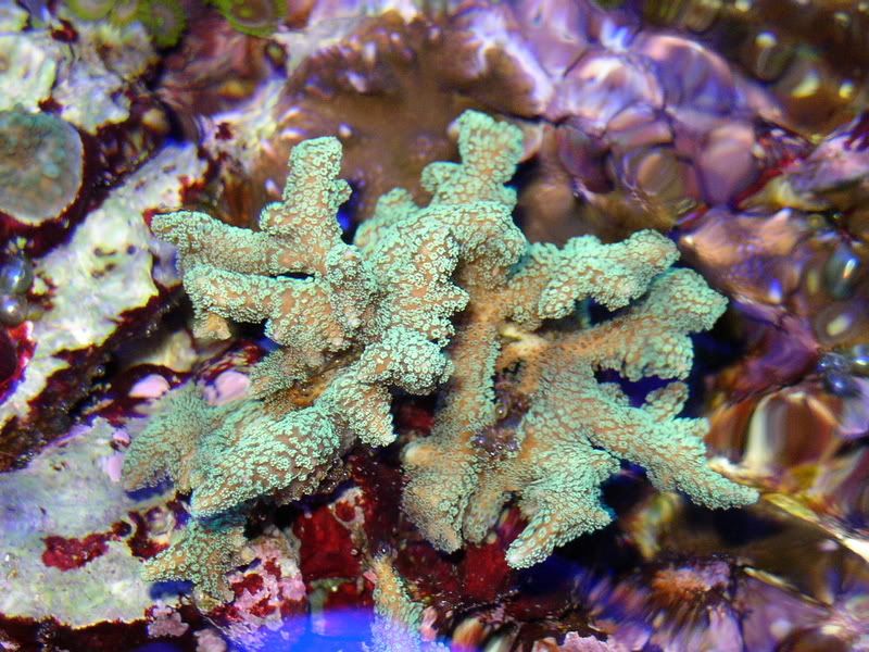 OverheadReef2-8-02011.jpg