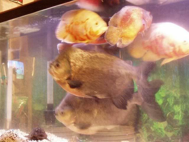 pacu.jpg