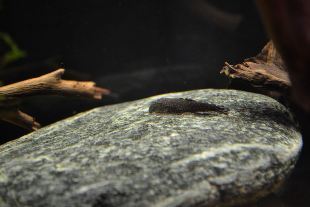 DSC_0457.jpg