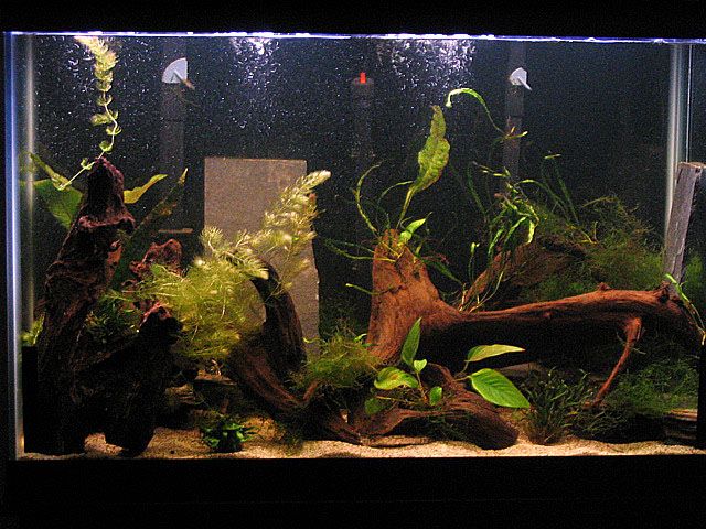 65gal.jpg