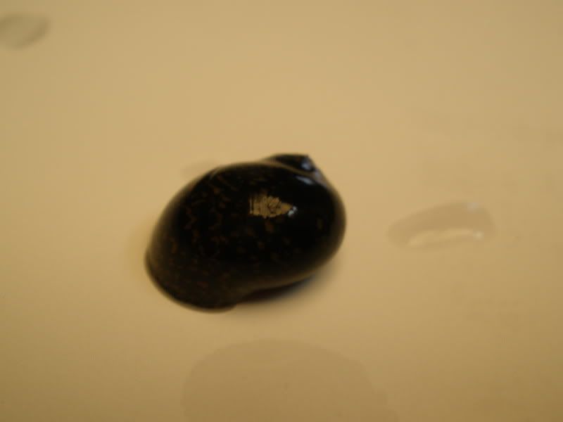 greentiger01.jpg