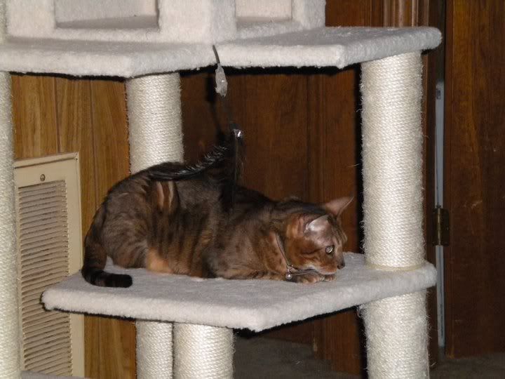 pongocattree.jpg