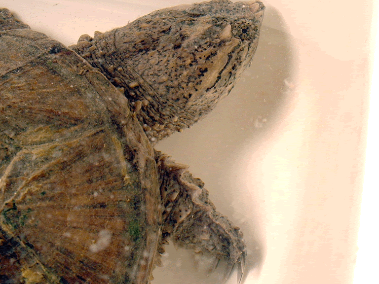 snapper2.gif