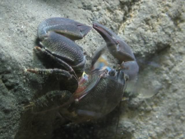 halfcrab.jpg