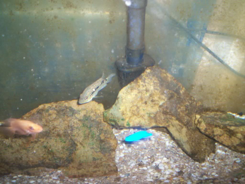 damselpix005.jpg