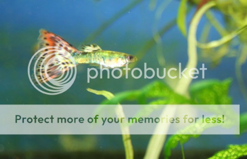 guppy02.jpg