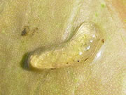 snail-eggs.jpg