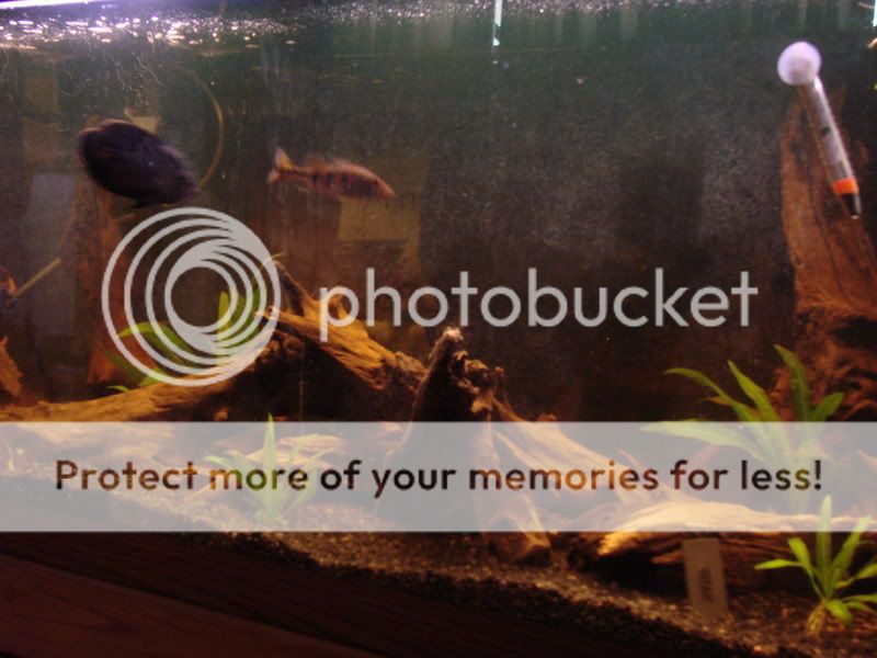tankpix060.jpg