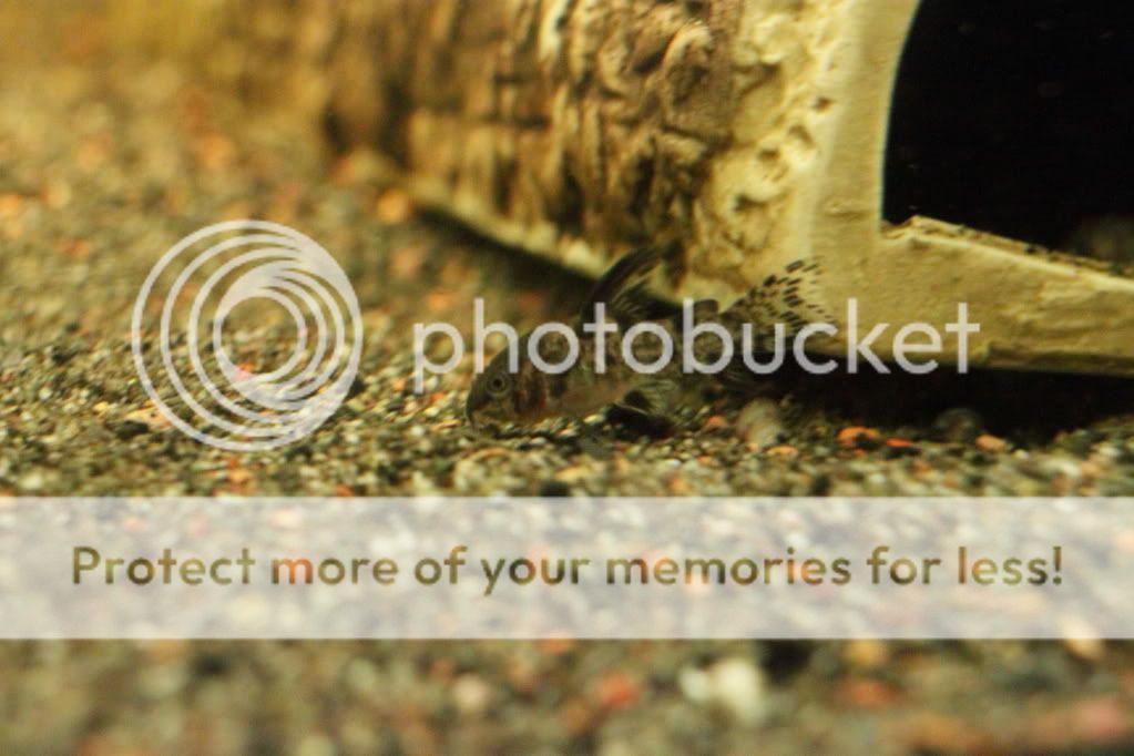 PictureT1i_2926_2.jpg
