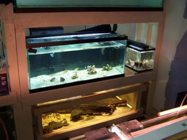 fishwall039.jpg
