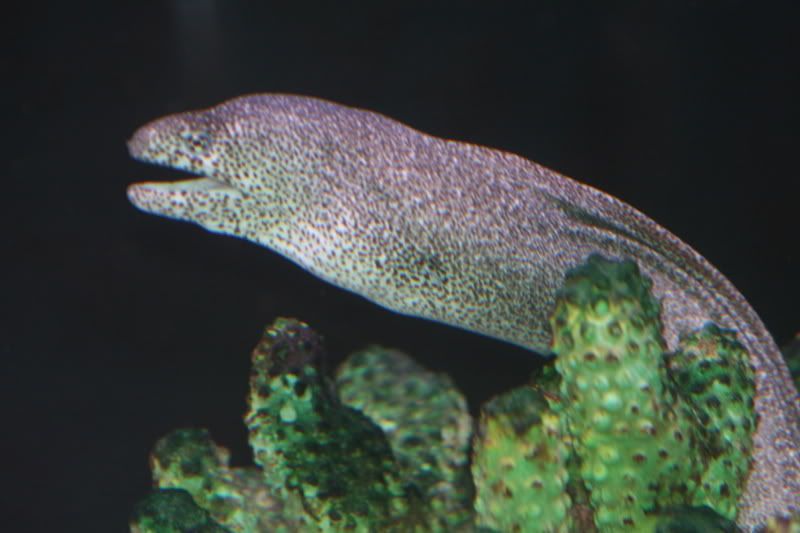 SpottedMoray.jpg