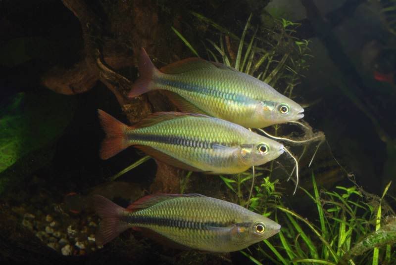 rainbows5.jpg