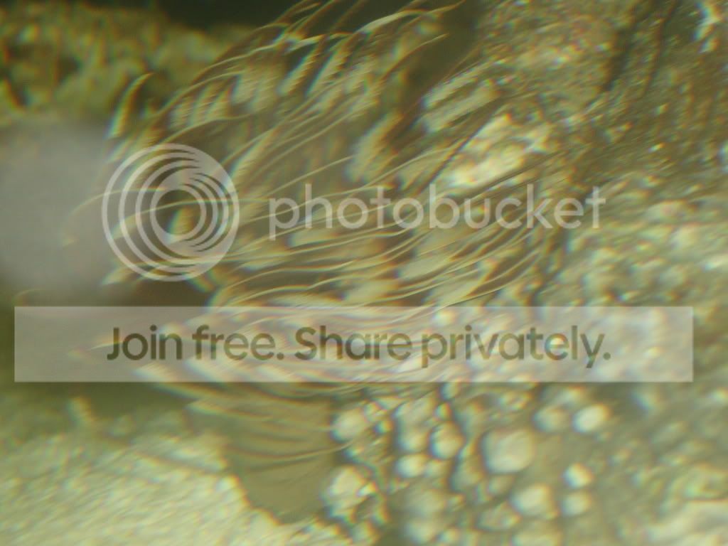 feather-1.jpg