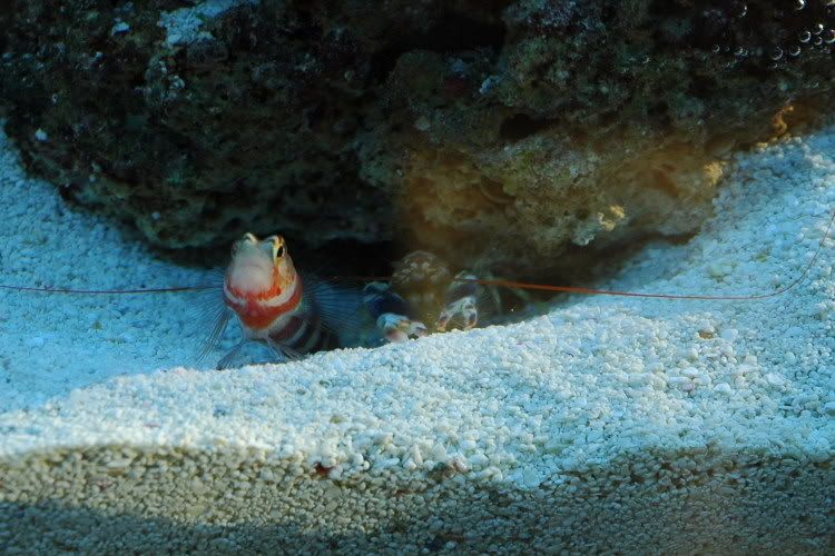WheelerGobieTigerPistolShrimp.jpg