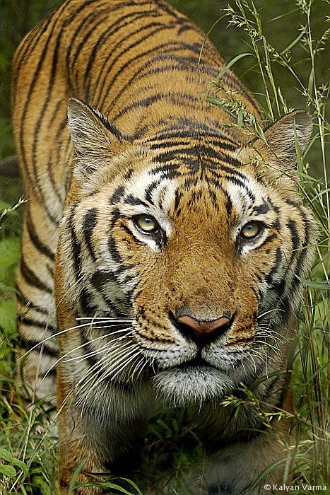 curious_tiger.jpg