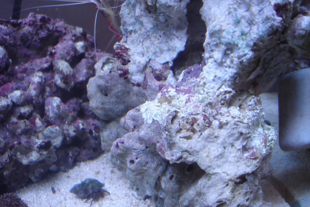 fish034.jpg