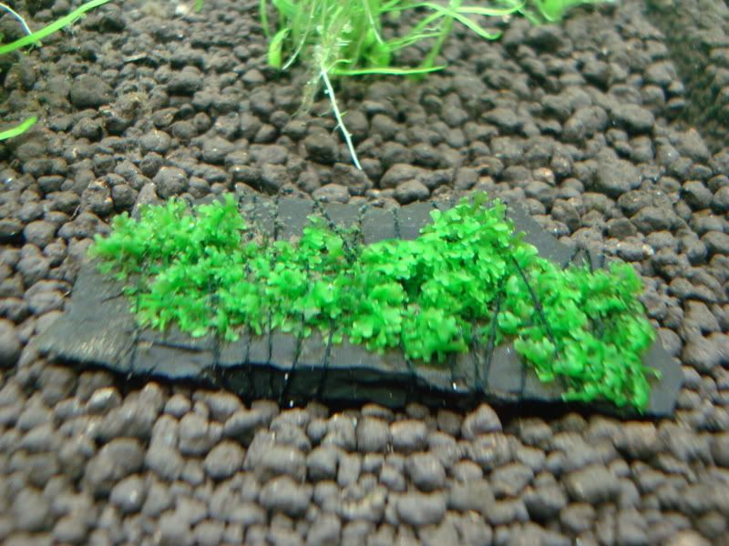 DSC00332.jpg