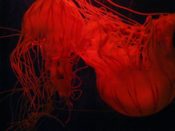 Jellyfish_by_Horripilation.jpg