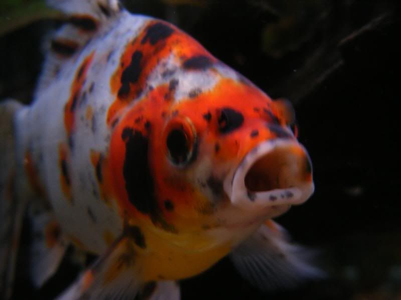 DSCF4310.jpg