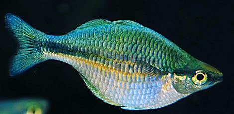 turquoise_rainbow.jpg