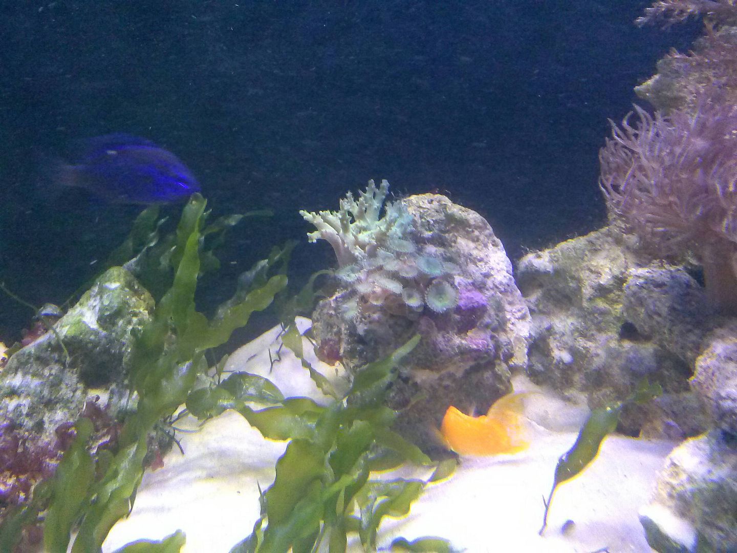 Khemul S 75g Soft Coral Reef Aquariacentral Com