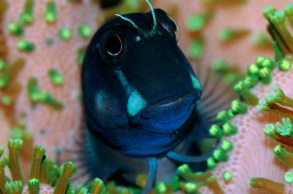 bicolor-blenny.jpg