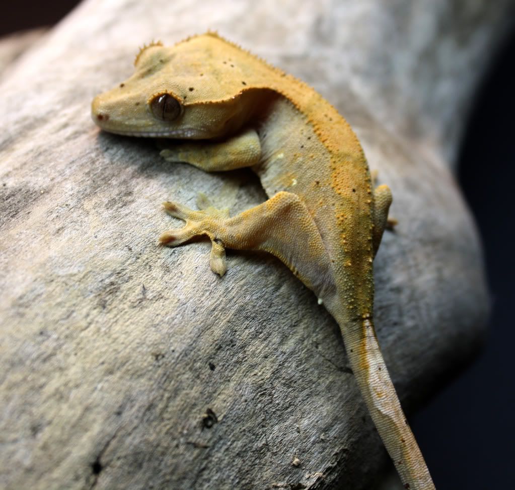 Gecko_9_2.jpg
