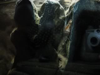 pistshrimp_320x240.jpg