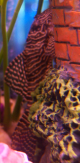 pleco.png