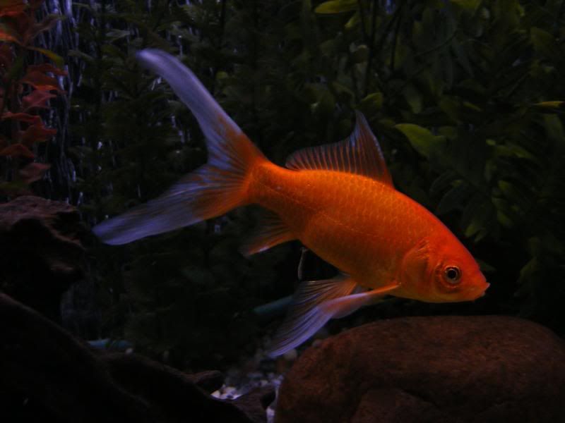 DSCF4184.jpg
