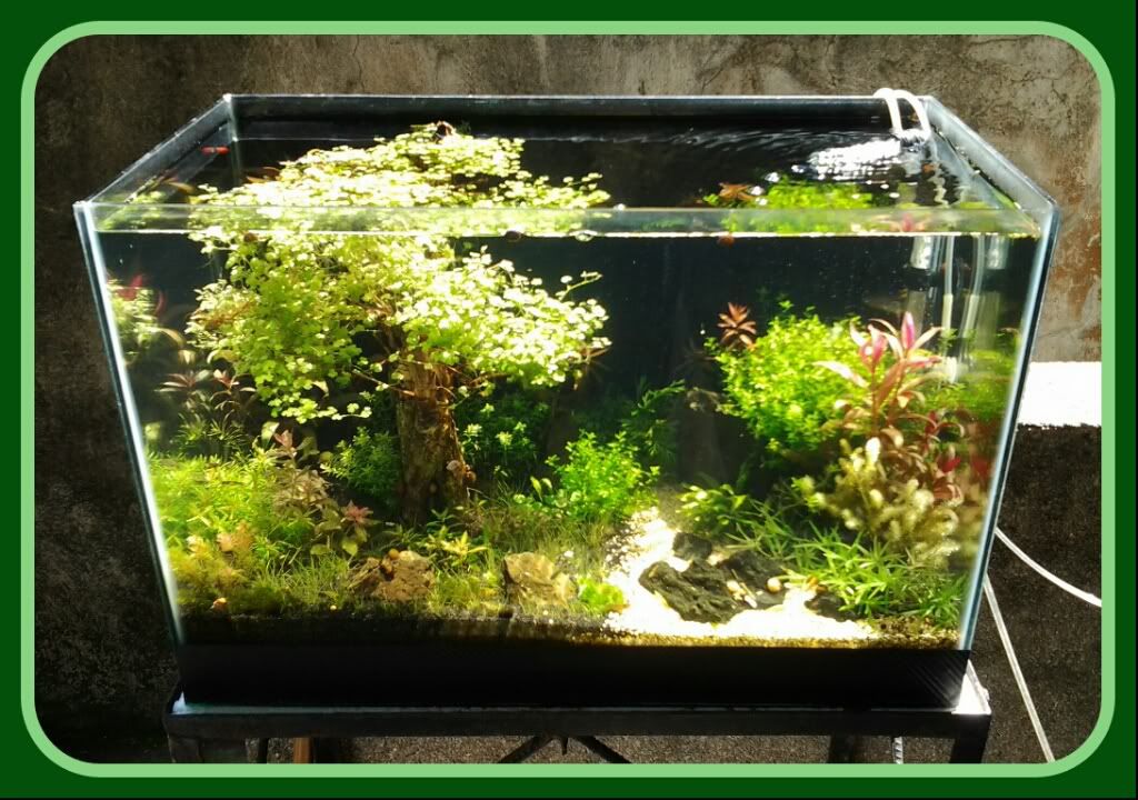 00OutdoorTank.jpg
