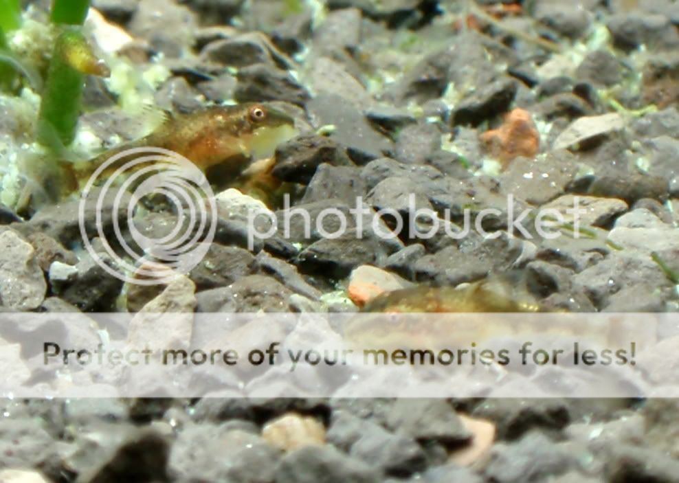 BabyOtoPic3_102109.jpg