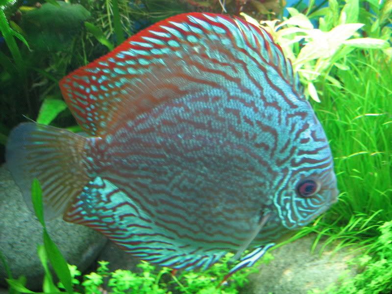 Discus02-16-09002.jpg