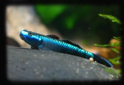 sumatranneongoby.jpg