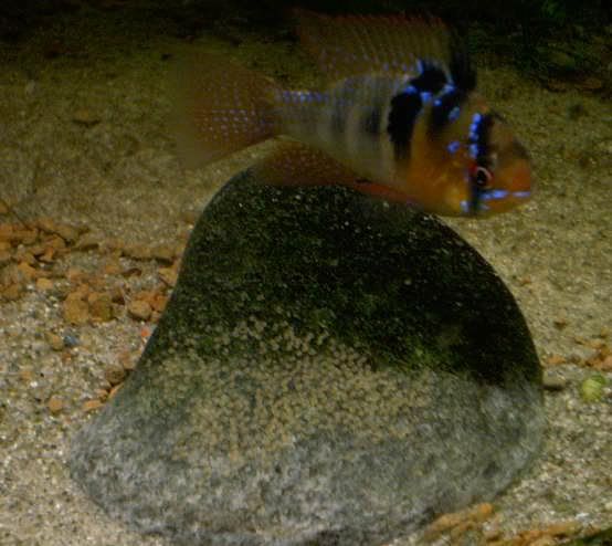 maleramgaurdingeggs.jpg