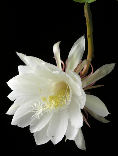 Epiphyllum_oxypetalum.jpg
