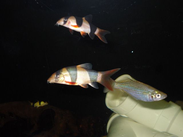 Clown-Loaches-2.jpg