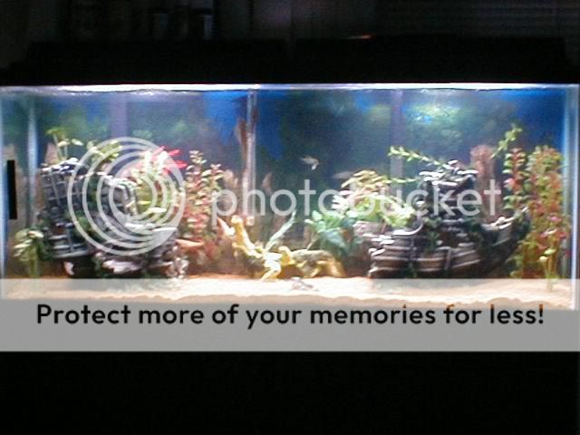 Jodi_s_55_Gallon1.jpg