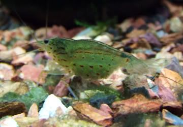 AmanoShrimpwitheggs.jpg