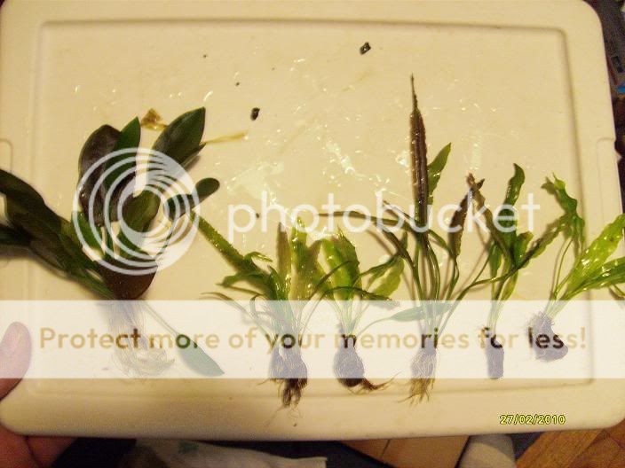 plants-1.jpg