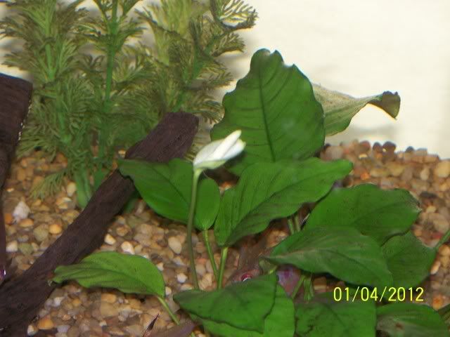 anubiasnanaflower.jpg