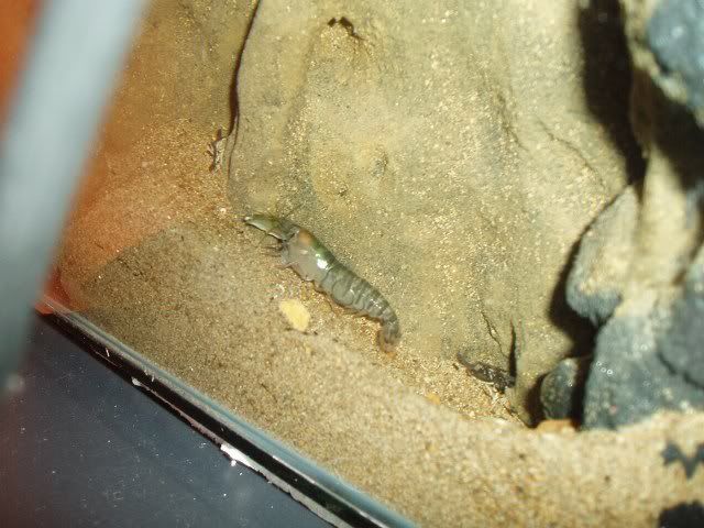 pistol1_640x480.jpg
