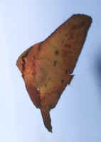 Platax_orbicularisJUV.jpg