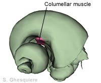 columellar_muscle.jpg